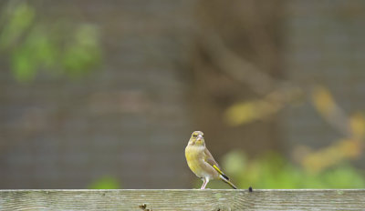 Groenling / European Greenfinch (Eigen tuin / Own garden)