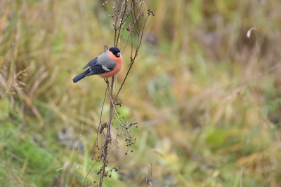 Goudvink / Eurasian Bullfinch (Winterberg)