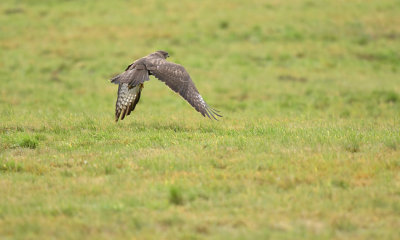 Buizerd / Common Buzzard (Winterberg)