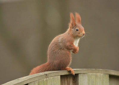 Eekhoorn / Squirrel (Eigen tuin / Own garden