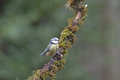 Pimpelmees / European Blue Tit (Own Garden)