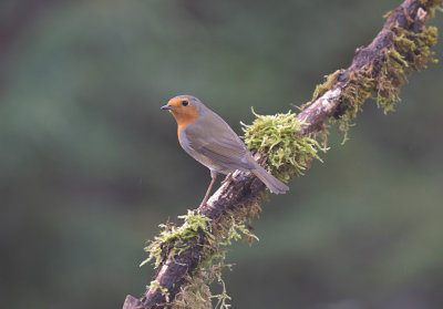 Roodborst / European Robin (Own Garden)