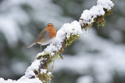 Roodborst / European Robin (Own Garden)