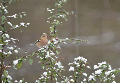 Vink / Common Chaffinch (Own Garden)