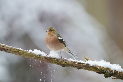 Vink / Common Chaffinch (Own Garden)
