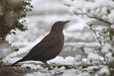 Merel / Common Blackbird (Own Garden)