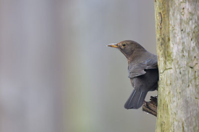 Merel / Common Blackbird (Own Garden)
