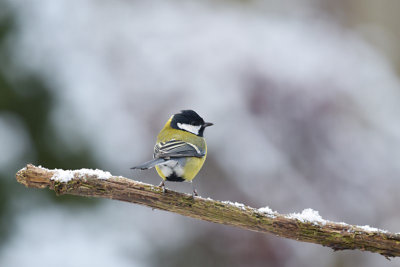 Koolmees / Great Tit (Eigen tuin / Own garden)