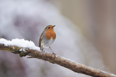 Roodborst / European Robin (Own Garden)