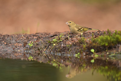 Groenling / European Greenfinch (HBN-hut 4)