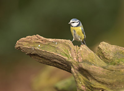 Pimpelmees / European Blue Tit (HBN-hut 4)