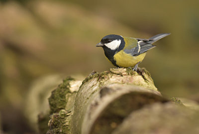 Koolmees / Great Tit (HBN-hut 4)