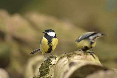 Koolmees / Great Tit (HBN-hut 4)