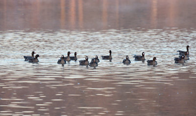 Kolgans / Greater White-fronted Goose (de Oelemars)