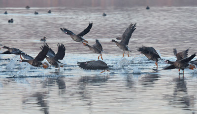 Kolgans / Greater White-fronted Goose (de Oelemars)