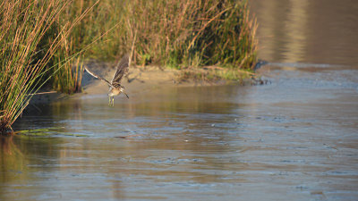 Watersnip / Common Snipe (de Oelemars)