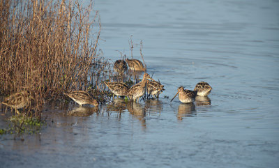 Watersnip / Common Snipe (de Oelemars)