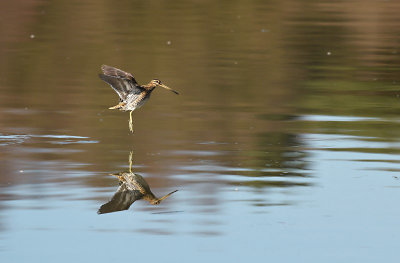 Watersnip / Common Snipe (de Oelemars)