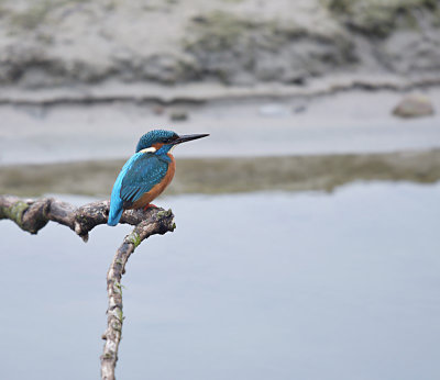 IJsvogel / Common Kingfisher (de Oelemars)