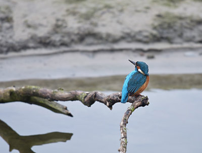 IJsvogel / Common Kingfisher (de Oelemars)