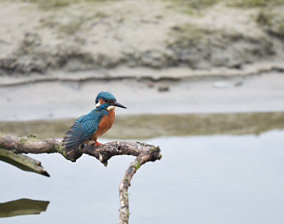 IJsvogel / Common Kingfisher (de Oelemars)