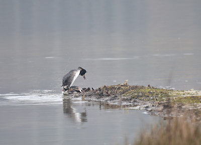 Fuut / Great Crested Grebe (de Oelemars)
