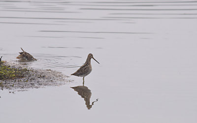 Watersnip / Common Snipe (de Oelemars)