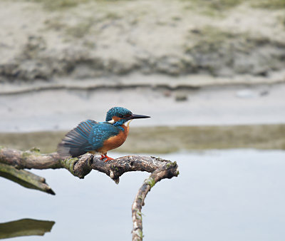 IJsvogel / Common Kingfisher (de Oelemars)