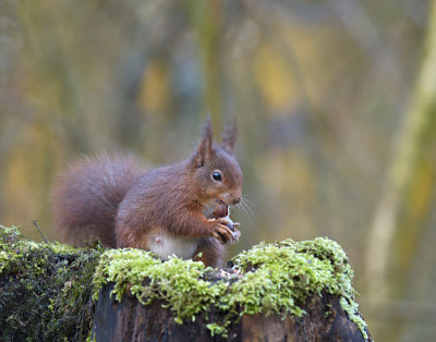 Eekhoorn / Squirrel (Hof van Twente)