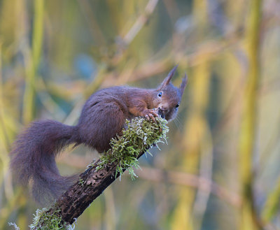 Eekhoorn / Squirrel (Hof van Twente)