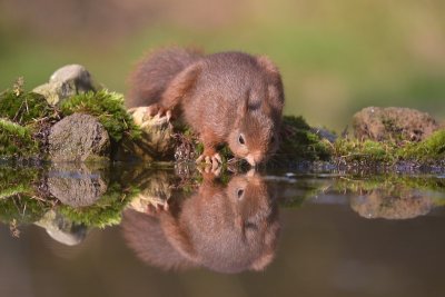 Eekhoorn / Squirrel (Hof van Twente)