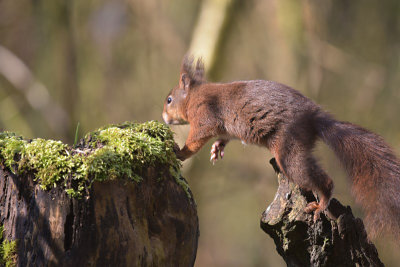 Eekhoorn / Squirrel (Hof van Twente)