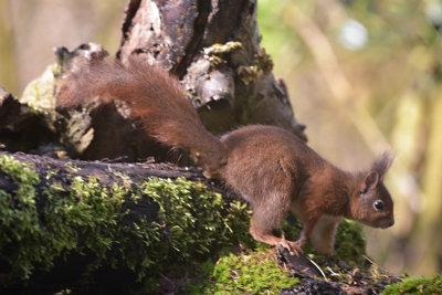 Eekhoorn / Squirrel (Hof van Twente)