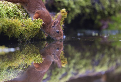 Eekhoorn / Squirrel (Hof van Twente)