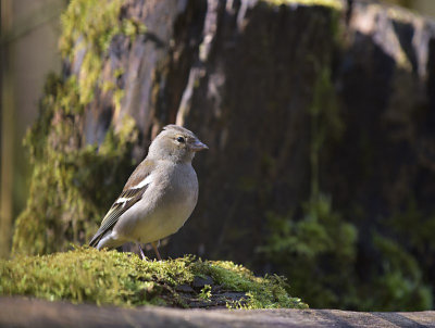 Vink / Finch (Hof van Twente)
