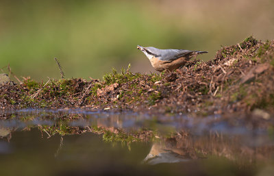 Boomklever / Eurasian Nuthatch (Hof van Twente)