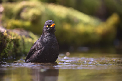 Merel / Common Blackbird (Hof van Twente)