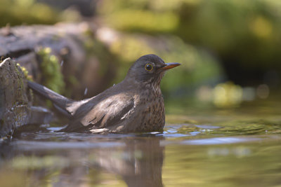 Merel / Common Blackbird (Hof van Twente)