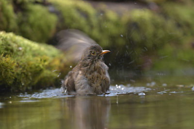 Merel / Common Blackbird (Hof van Twente)