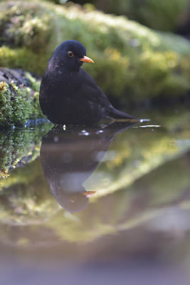 Merel / Common Blackbird (Hof van Twente)