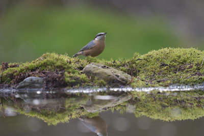 Boomklever / Eurasian Nuthatch (Hof van Twente)