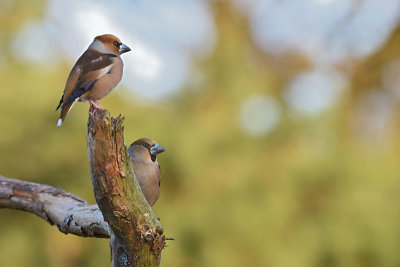 Appelvink / Hawfinch (Lemele HBN-hut 3)