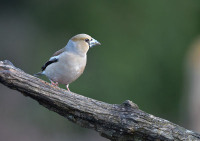 Appelvink / Hawfinch (Lemele HBN-hut 3)