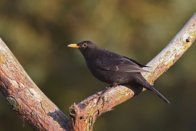 Merel / Common Blackbird (HBN-hut3)
