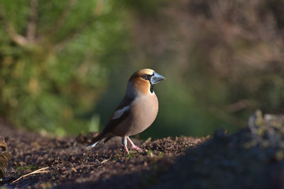 Appelvink / Hawfinch (Lemele HBN-hut 3)