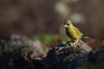 Groenling / European Greenfinch (HBN-hut3)