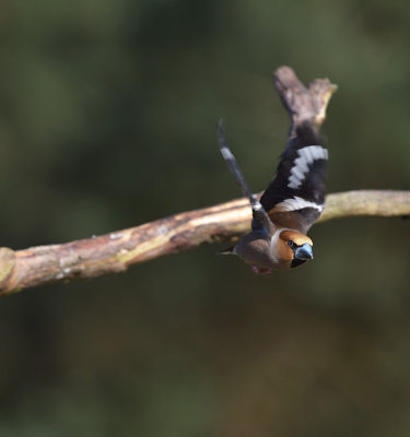 Appelvink / Hawfinch (Lemele HBN-hut 3)