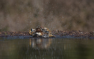 Appelvink / Hawfinch (Lemele HBN-hut 3)