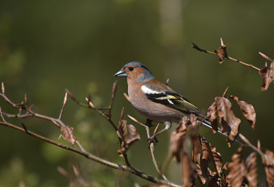 Vink / Common Chaffinch (HBN-hut3)