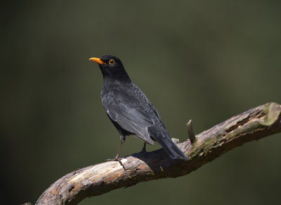 Merel / Common Blackbird (HBN-hut3)